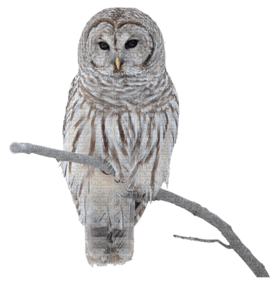 Owl-uggla-djur-fågel-deco-minou52 - gratis png