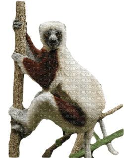 Kaz_Creations  Monkey Animals - png grátis