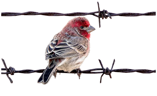 bird on a fence - ücretsiz png