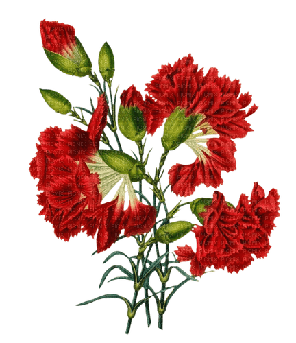red carnations Bb2 - bezmaksas png