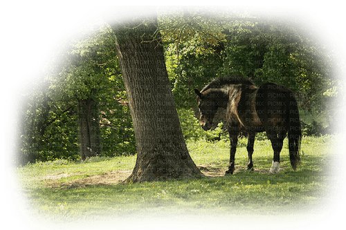 skog och häst - bezmaksas png