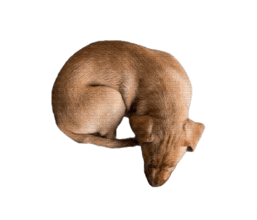 animals nancysaey - kostenlos png