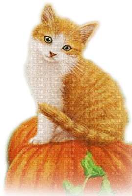 soave animals autumn pumpkin cat  deco orange - 免费PNG