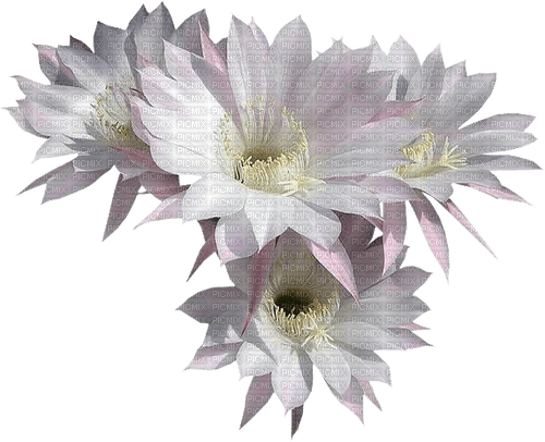 white flowers sunshine3 - Free PNG