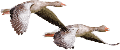 duck katrin - бесплатно png