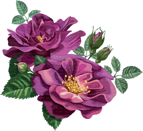 roses  Bb2 - zadarmo png