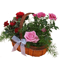 Kaz_Creations Deco Flowers Flower Basket   Plant Colours - kostenlos png