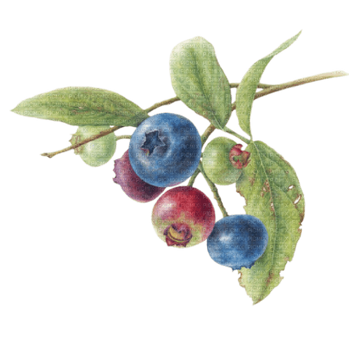blueberries Bb2 - png grátis