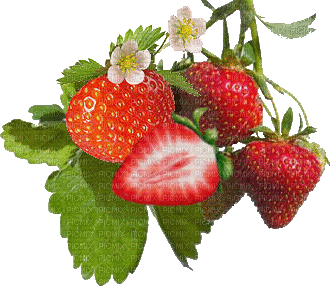strawberry - Free animated GIF
