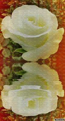 reflectie - Darmowy animowany GIF