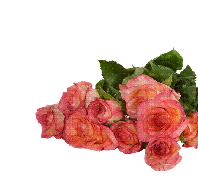 kukka, ruusu, rose, fleur, flower - PNG gratuit