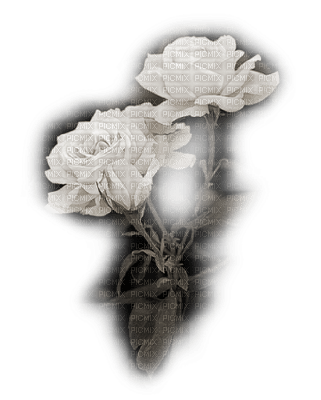 rose blanche.Cheyenne63 - png grátis