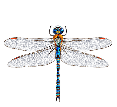 minou-deco-dragonfly - 免费PNG