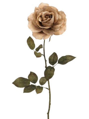 vintage rose - nemokama png