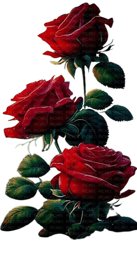 red roses - kostenlos png