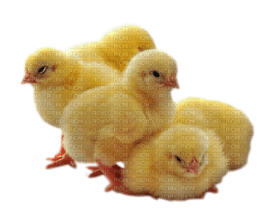 pollos - gratis png