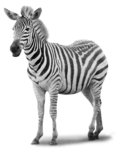 zebre - png grátis