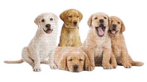 Dog - Labrador Retriever - zdarma png
