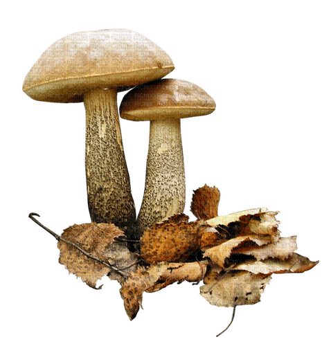 Mushrooms - bezmaksas png