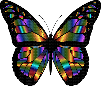 butterfly butterflies bp - PNG gratuit