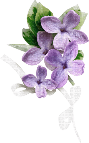 Lilac Blossom - Free PNG