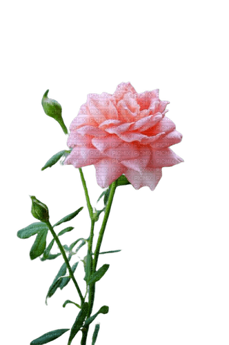 flower,rose - darmowe png