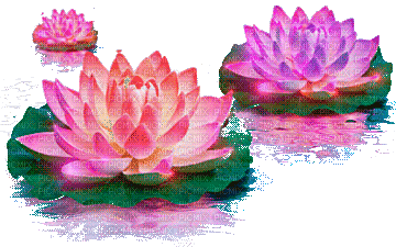 Lotus - 無料のアニメーション GIF
