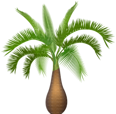 palmera - png grátis