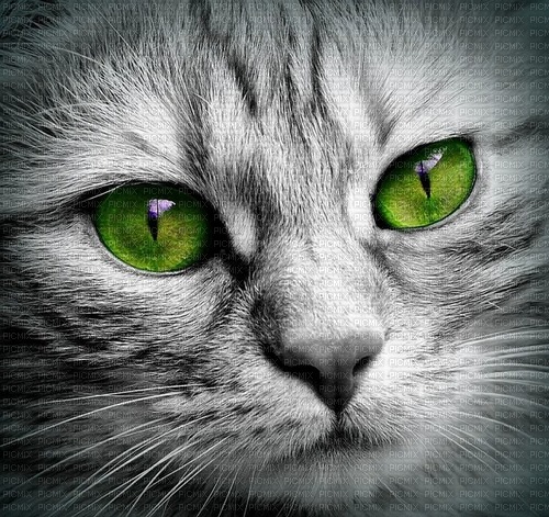 les yeux du chat - bezmaksas png