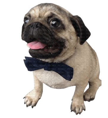 Kaz_Creations Dog Pug - безплатен png