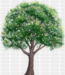 bäume - бесплатно png