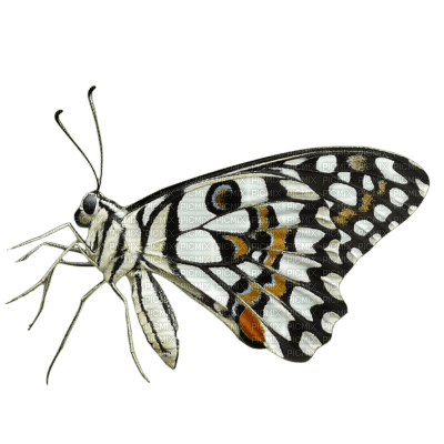 Butterfly - png gratuito