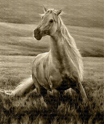 Cheval Sépia - Free PNG