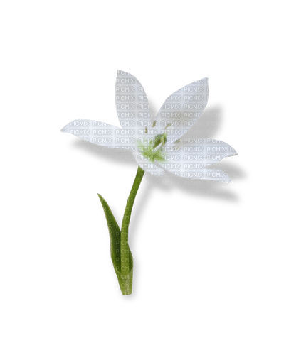 White Flower - kostenlos png