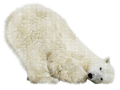 Kaz_Creations Animals Animal Polar Bears - zdarma png