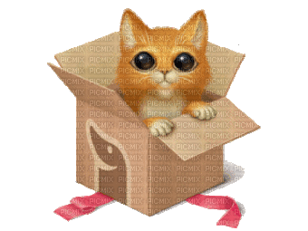 cat chat katze animaux animal tube gif anime animated animation mignon fun box - GIF animé gratuit