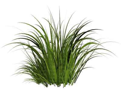 grass bp - PNG gratuit