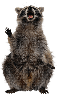 Kaz_Creations Raccoon - png gratuito