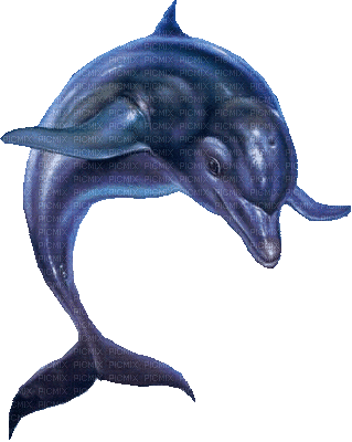 dolphins bp - Ilmainen animoitu GIF