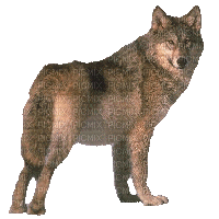 wolf milla1959 - Бесплатни анимирани ГИФ