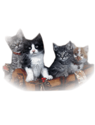 cats - 免费PNG