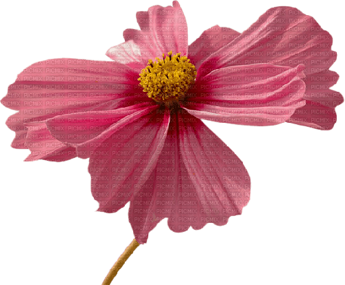 dolceluna pink flower - gratis png