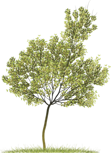 arbre - ilmainen png