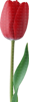Kaz_Creations Deco Flowers Tulips Flower - δωρεάν png