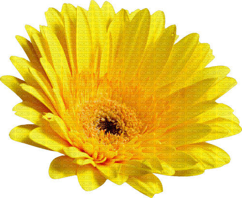 Flower.Yellow - gratis png