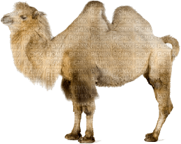 camelo-l - PNG gratuit