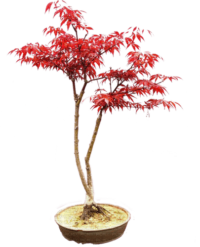 Asian Japanese maple tree bonsai - ingyenes png