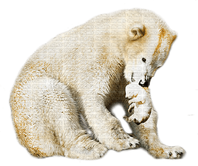 polar bear bp - zdarma png
