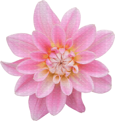 Kaz_Creations Deco Flower Colours - 免费PNG