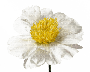 minou-flower-blomma - ingyenes png